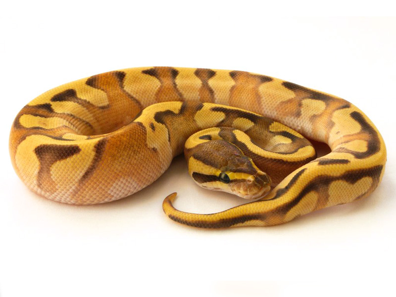 Enchi Fire Mojave