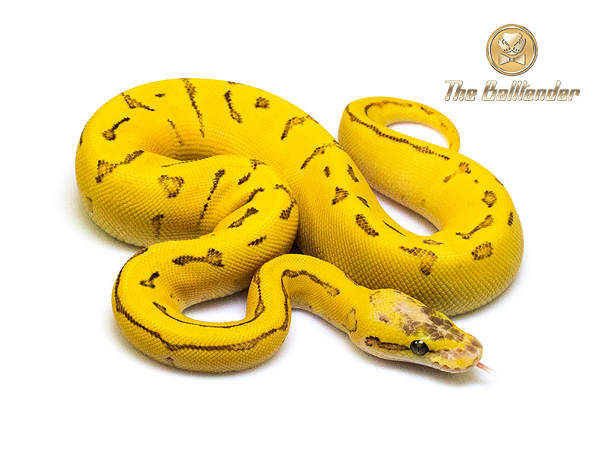 Enchi Fire Orange Dream Pastel Pinstripe Yellow Belly Morph List