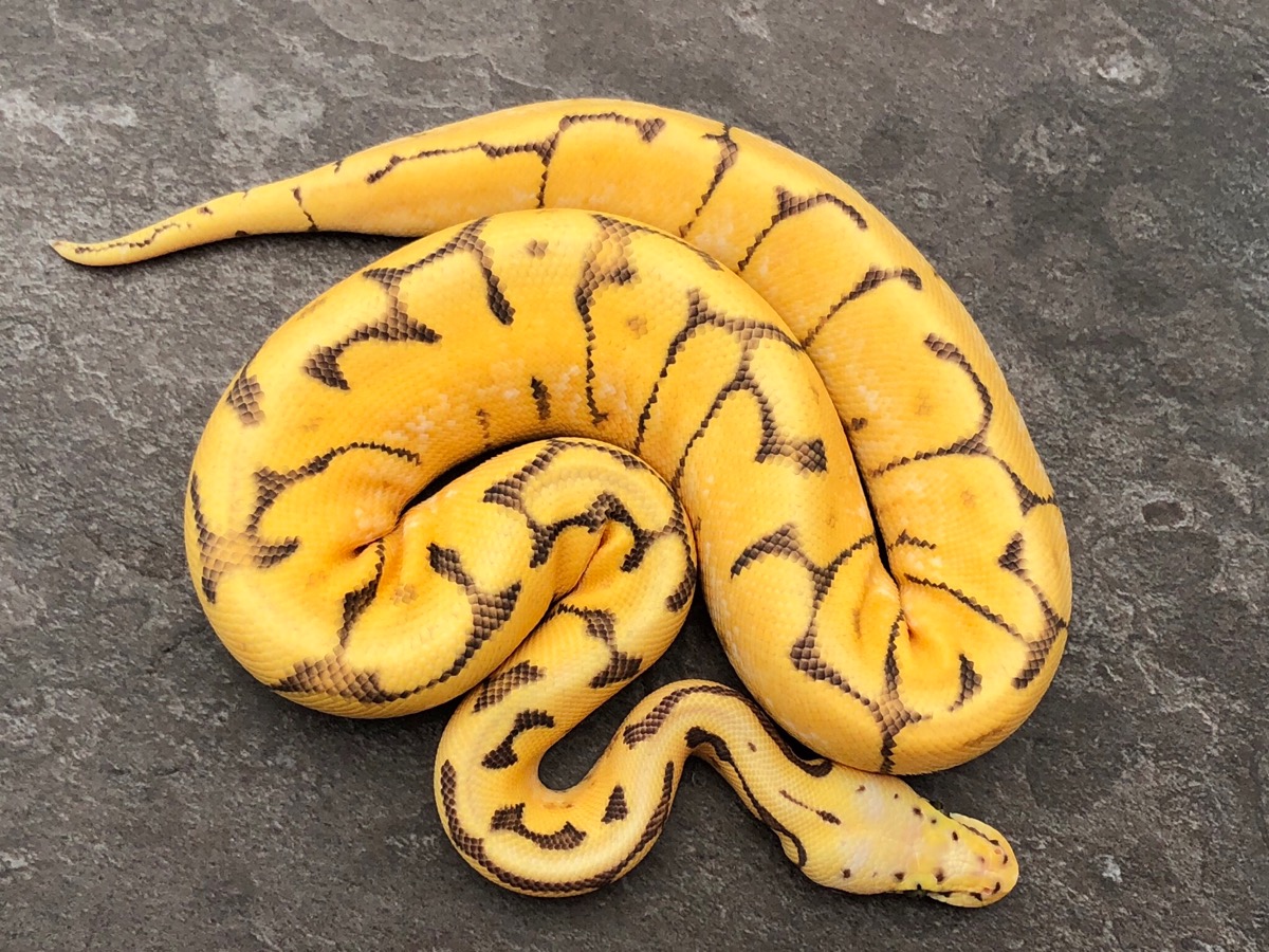 Enchi Fire Orange Dream Pastel Spider Yellow Belly Morph List World