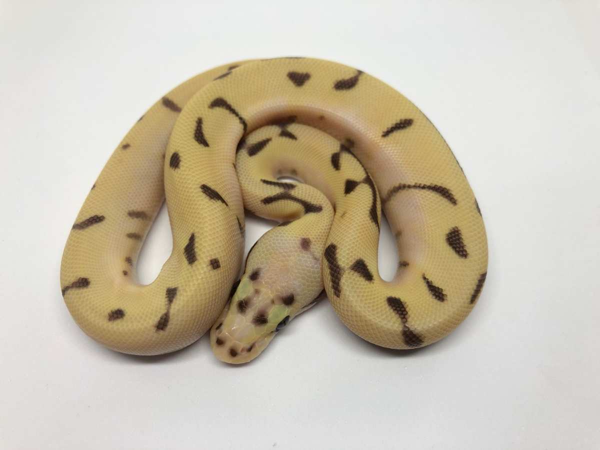 Enchi Fire Orange Dream Pastel Spider