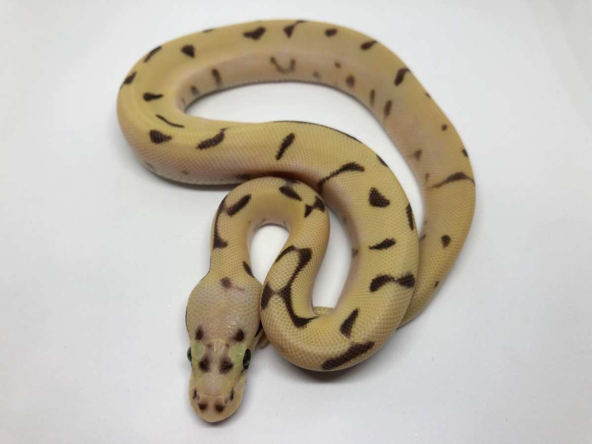 Enchi Fire Orange Dream Pastel Spider