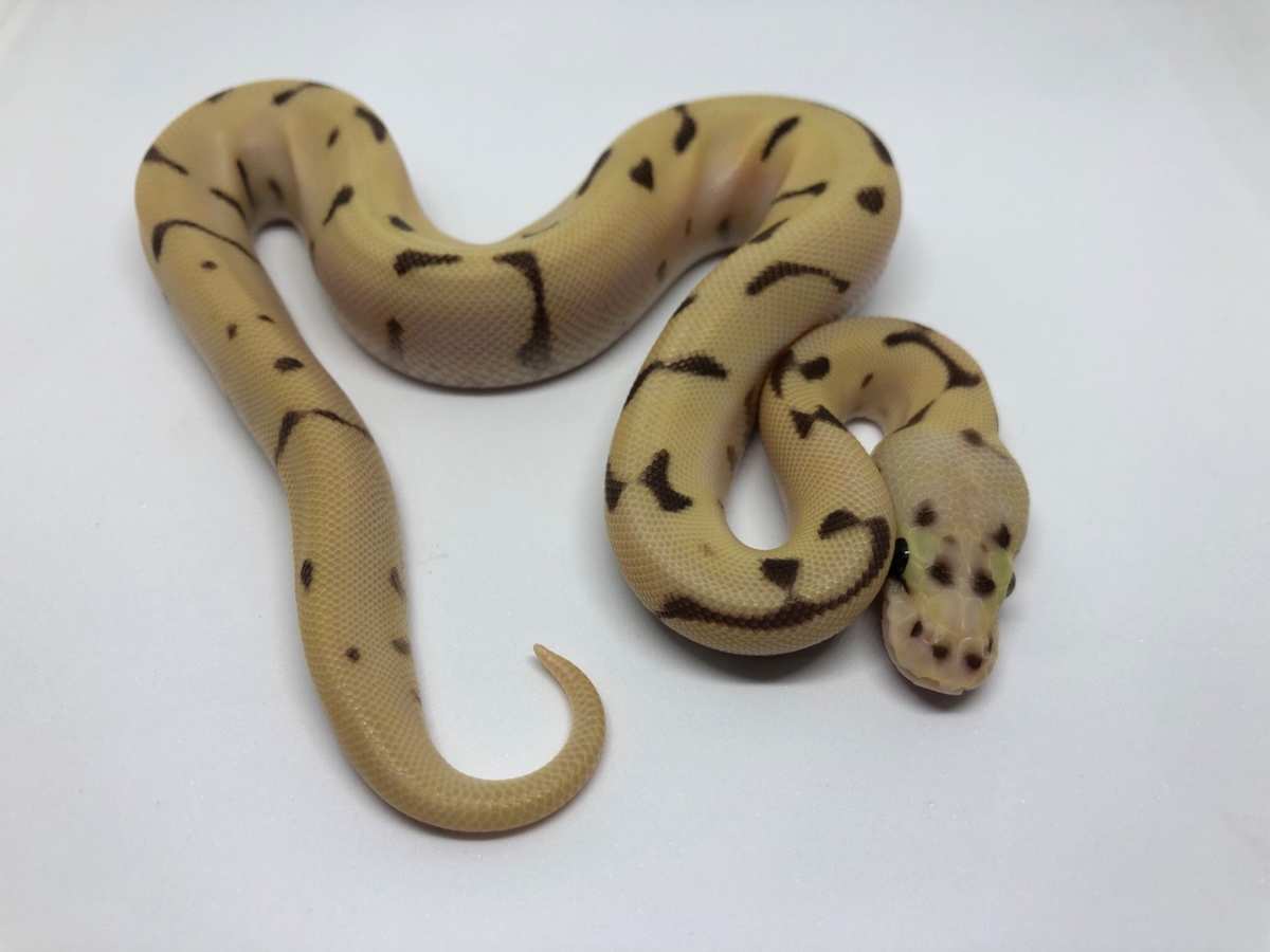 Enchi Fire Orange Dream Pastel Spider