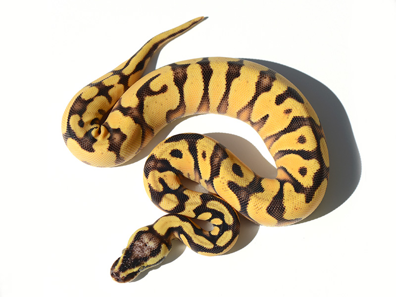 Enchi Fire Orange Dream Pastel Yellow Belly