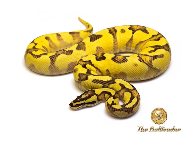 Enchi Fire Orange Dream Pastel Yellow Belly