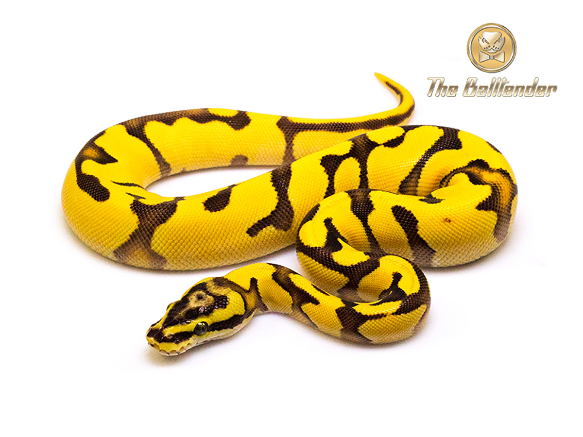 Enchi Fire Orange Dream Pastel Yellow Belly