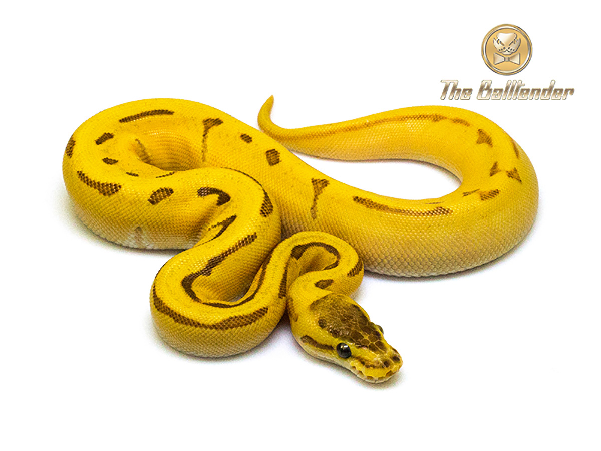 Enchi Fire Orange Dream Pinstripe Morph List World Of Ball Pythons