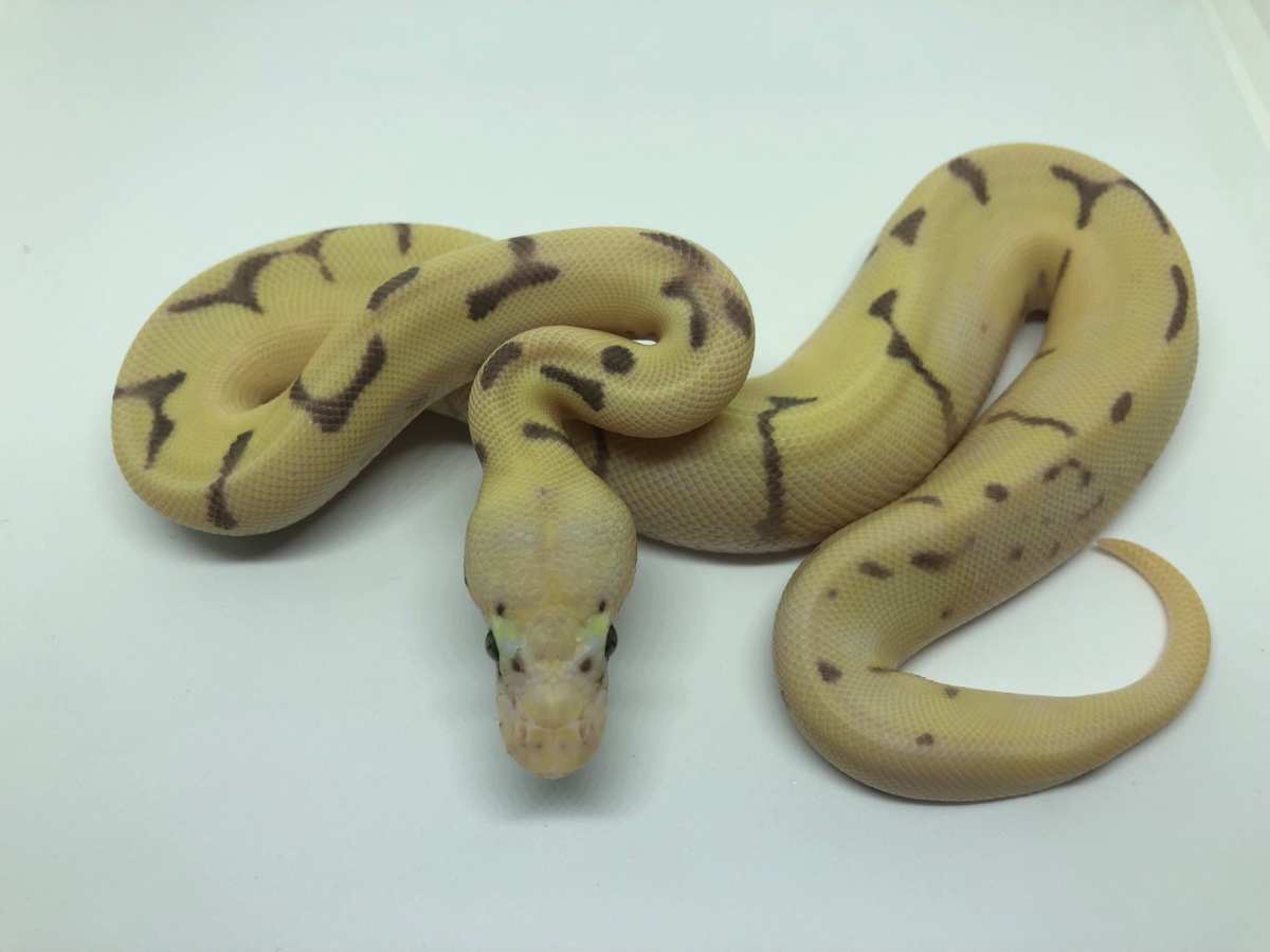 Enchi Fire Orange Dream Spider Super Pastel