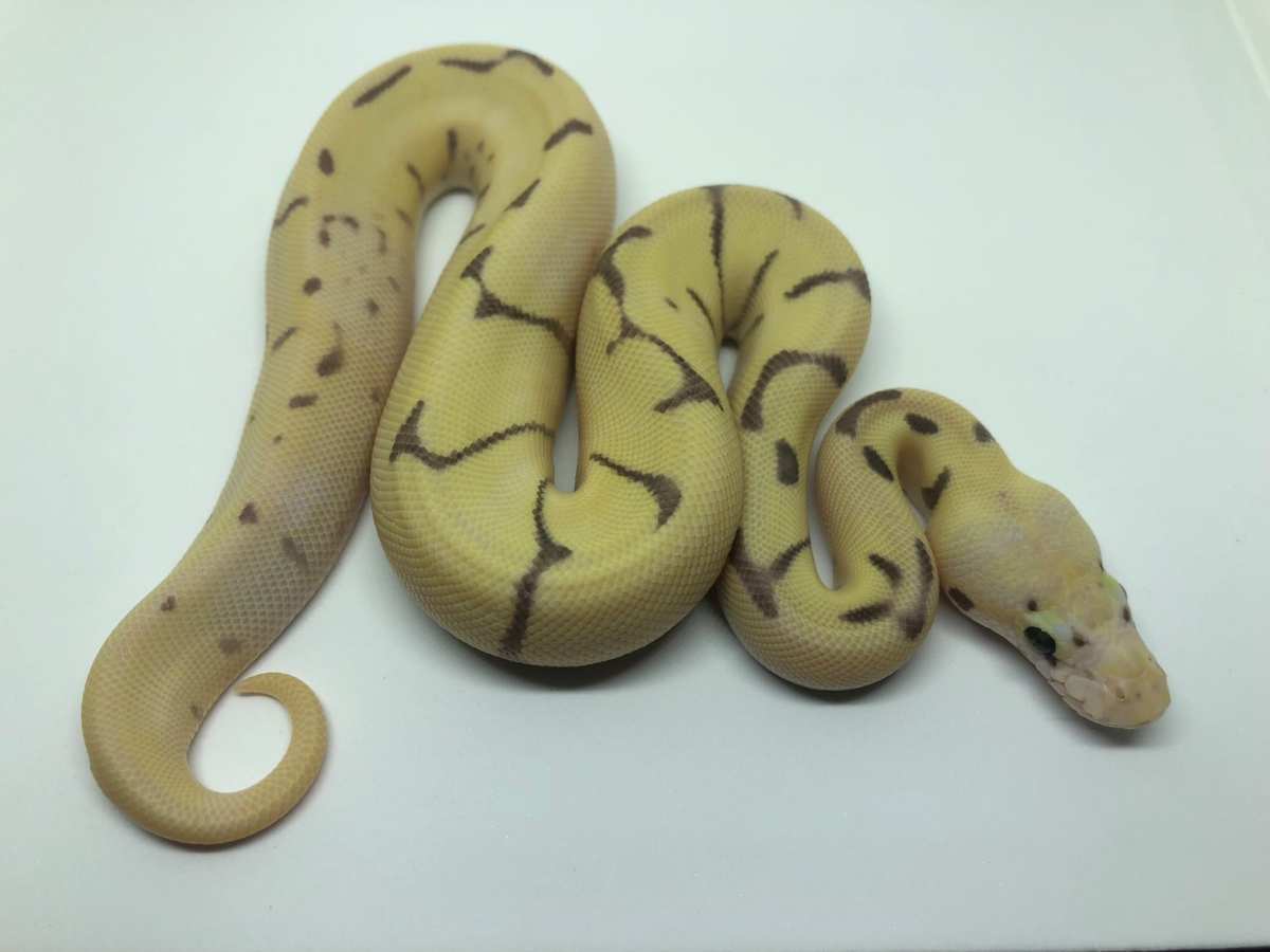 Enchi Fire Orange Dream Spider Super Pastel