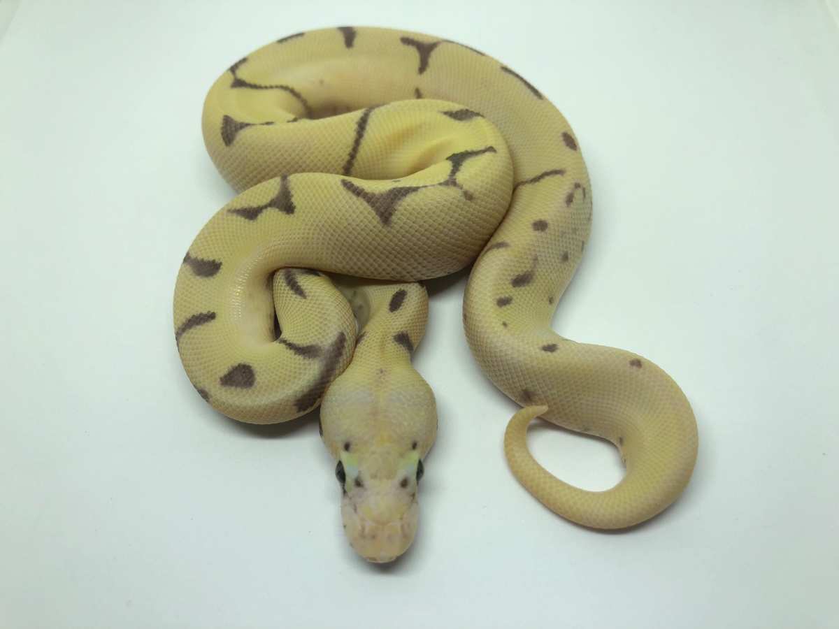 Enchi Fire Orange Dream Spider Super Pastel