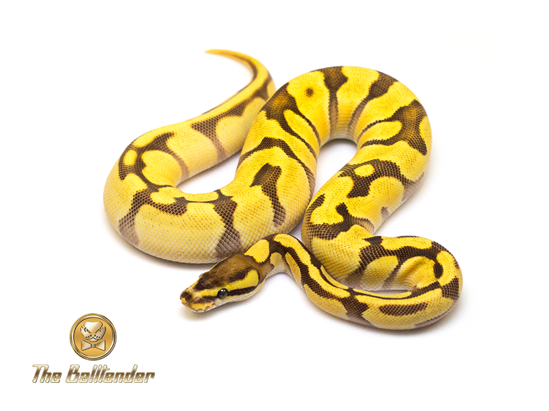 Enchi Fire Orange Dream Yellow Belly