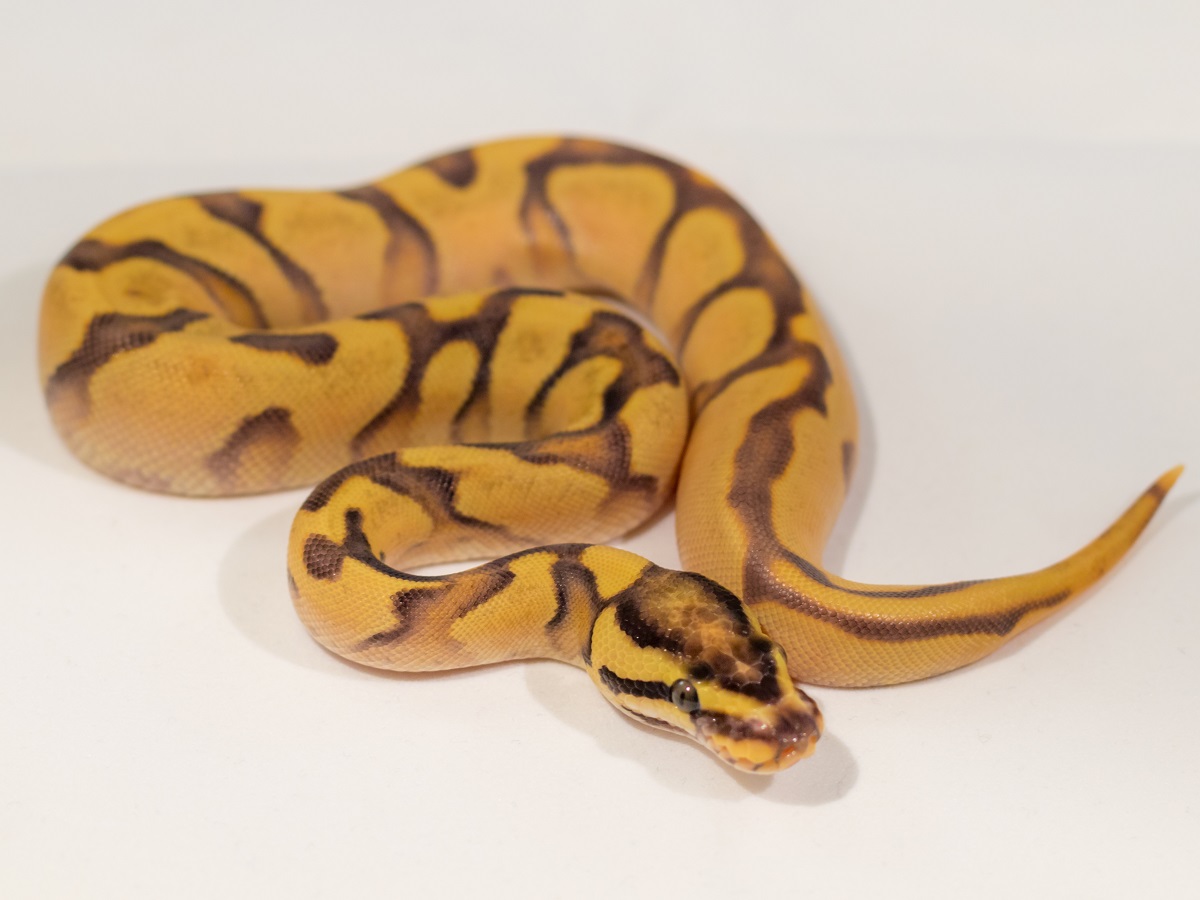 Enchi Fire Orange Dream Yellow Belly