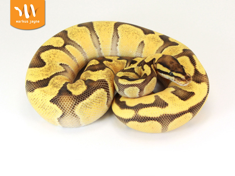 Enchi Fire Orange Dream