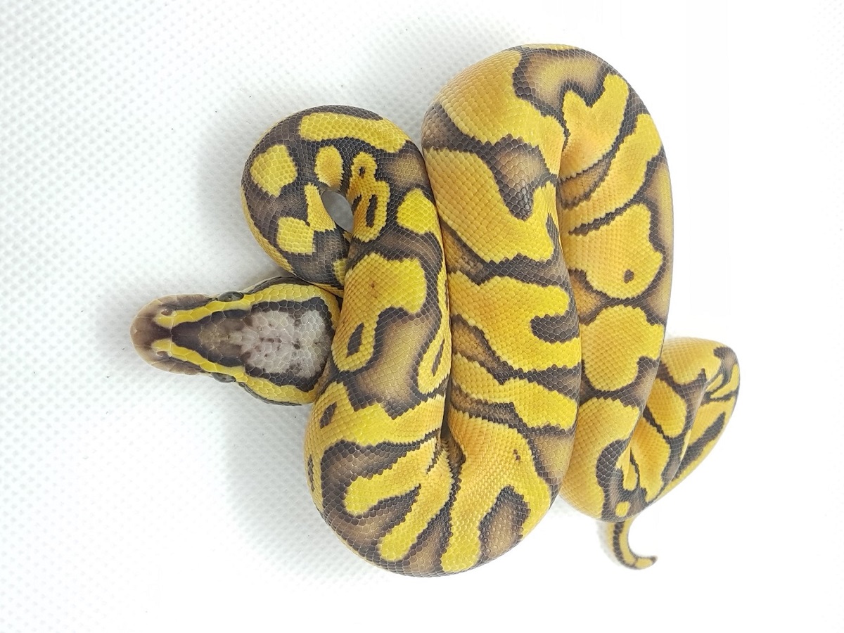 Enchi Fire Orange Ghost Pastel