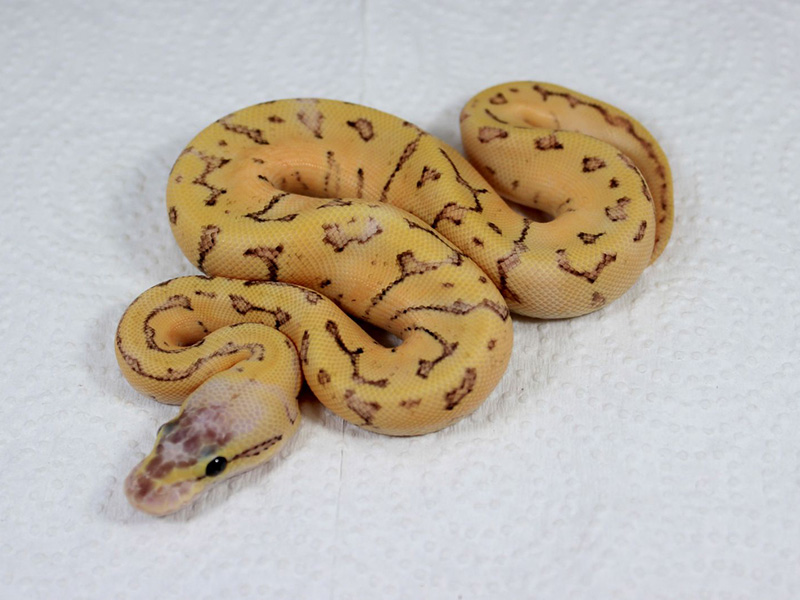 Enchi Fire Pastel Pinstripe