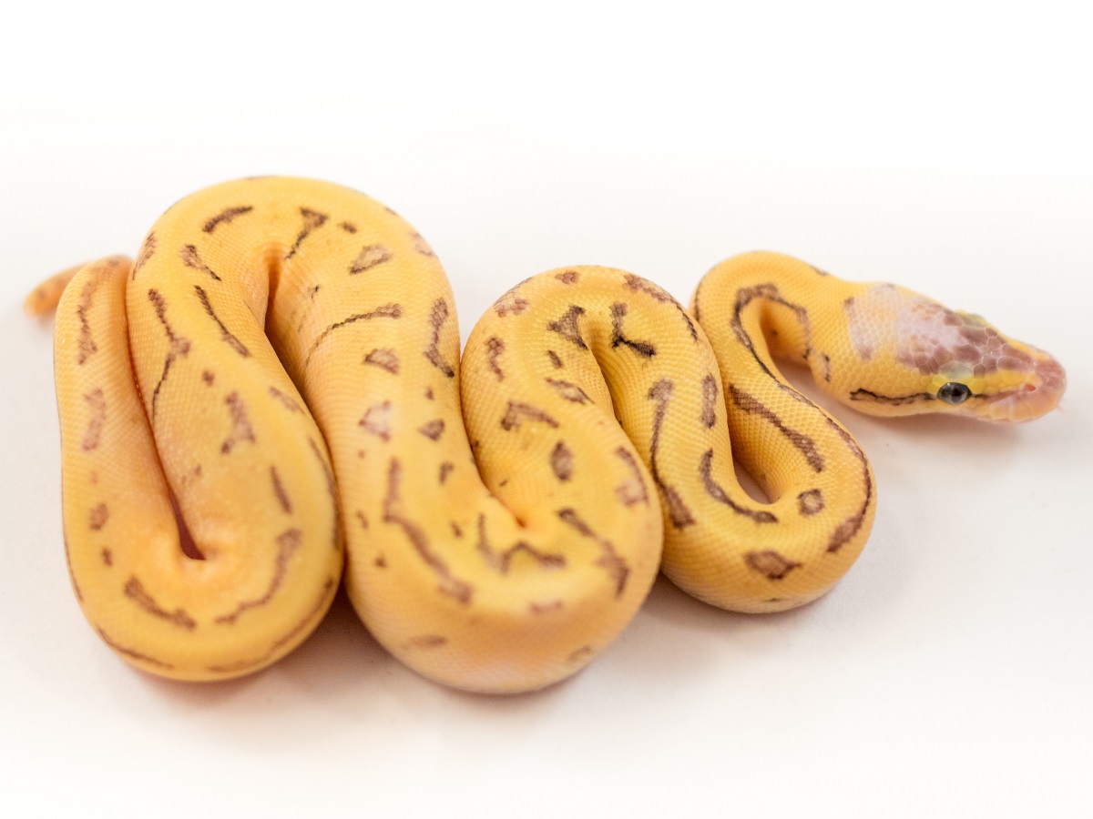 Enchi Fire Pastel Pinstripe