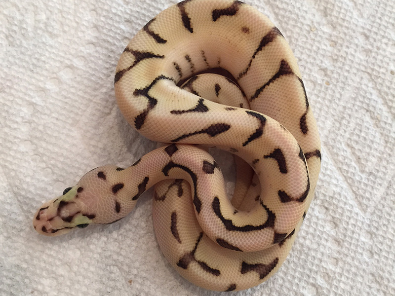 Enchi Fire Pastel Spider Yellow Belly