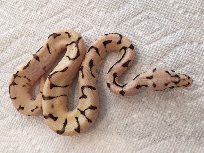 Enchi Fire Pastel Spider Yellow Belly