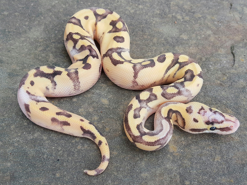 Enchi Fire Pastel Sugar