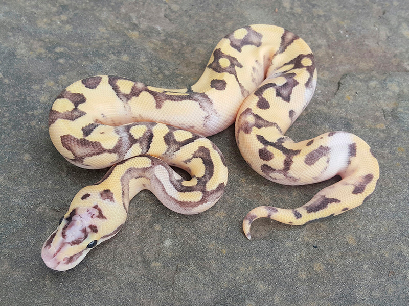 Enchi Fire Pastel Sugar