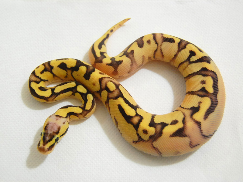 Enchi Fire Pastel Yellow Belly