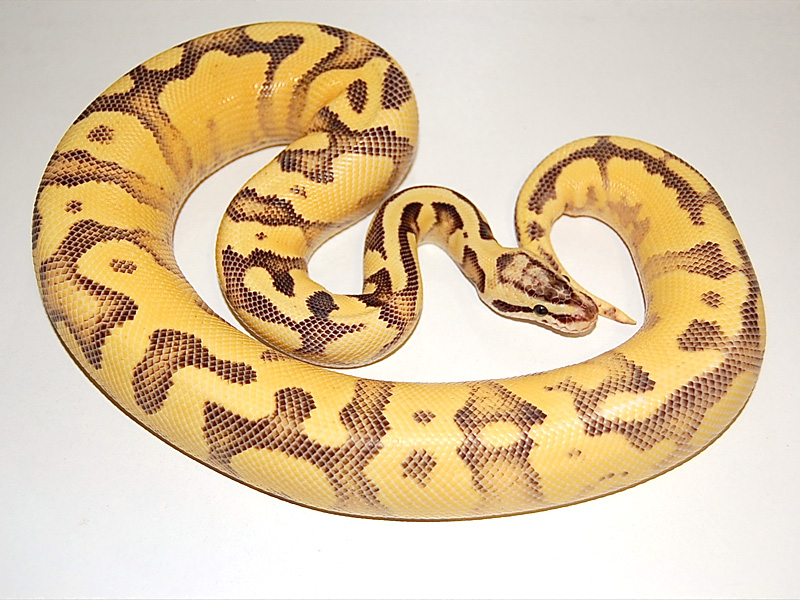 Enchi Fire Pastel Yellow Belly