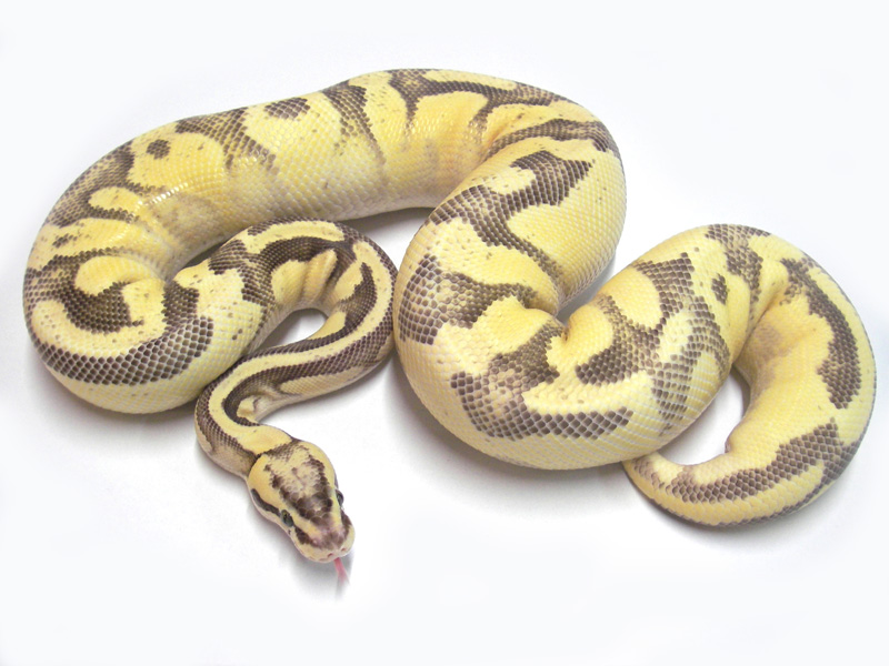 Enchi Fire Pastel Yellow Belly