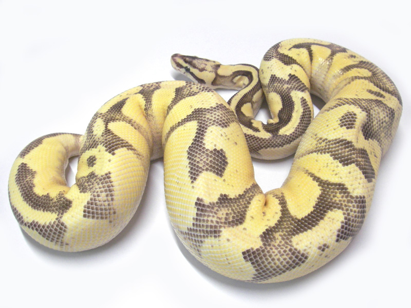Enchi Fire Pastel Yellow Belly