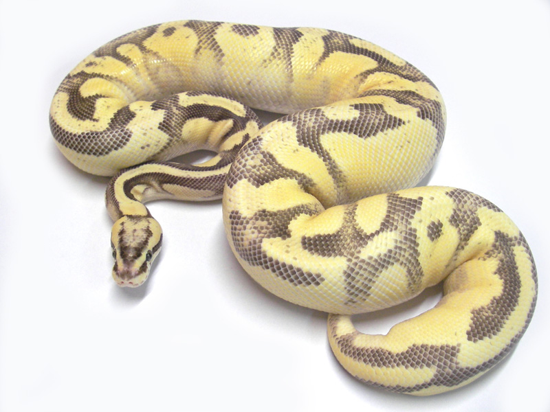 Enchi Fire Pastel Yellow Belly