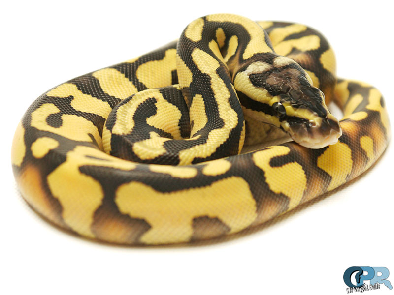 Enchi Fire Pastel Yellow Belly