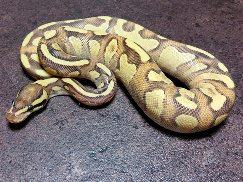 Enchi Fire Phantom Yellow Belly