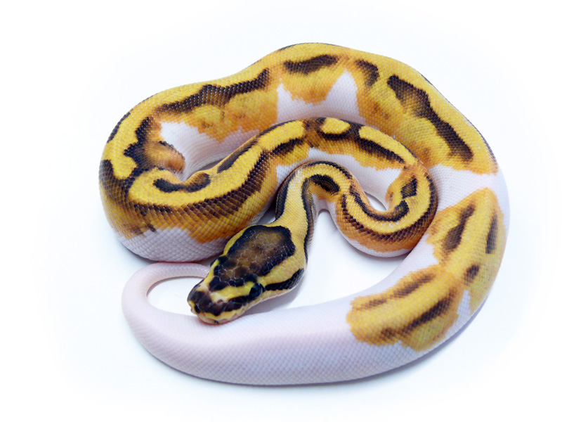 Enchi Fire Pied