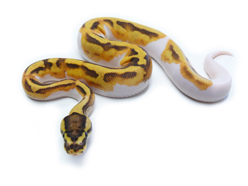 Enchi Fire Pied