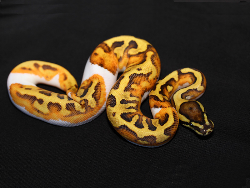 Enchi Fire Pied.