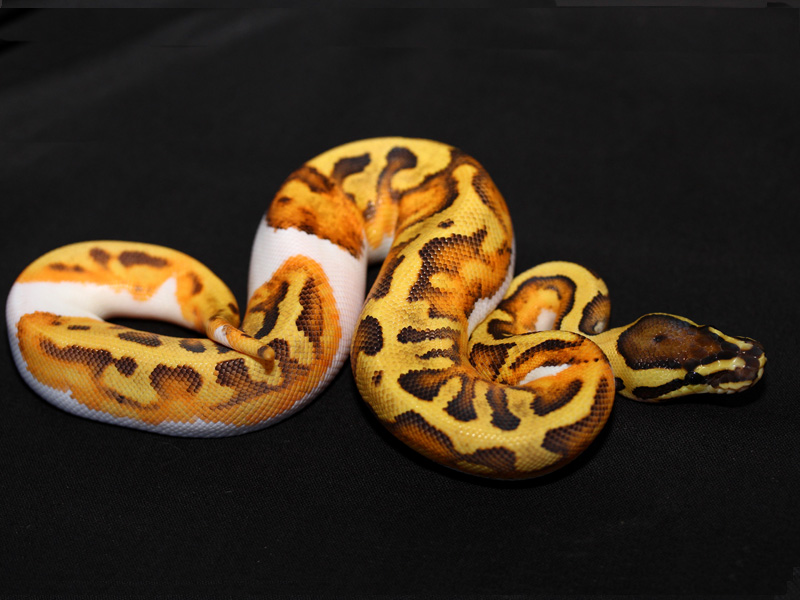 Enchi Fire Pied