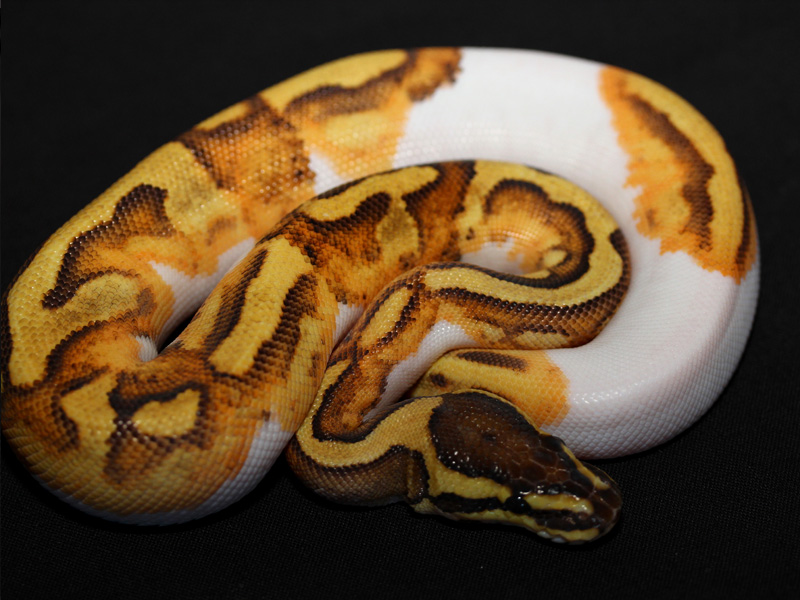 Enchi Fire Pied