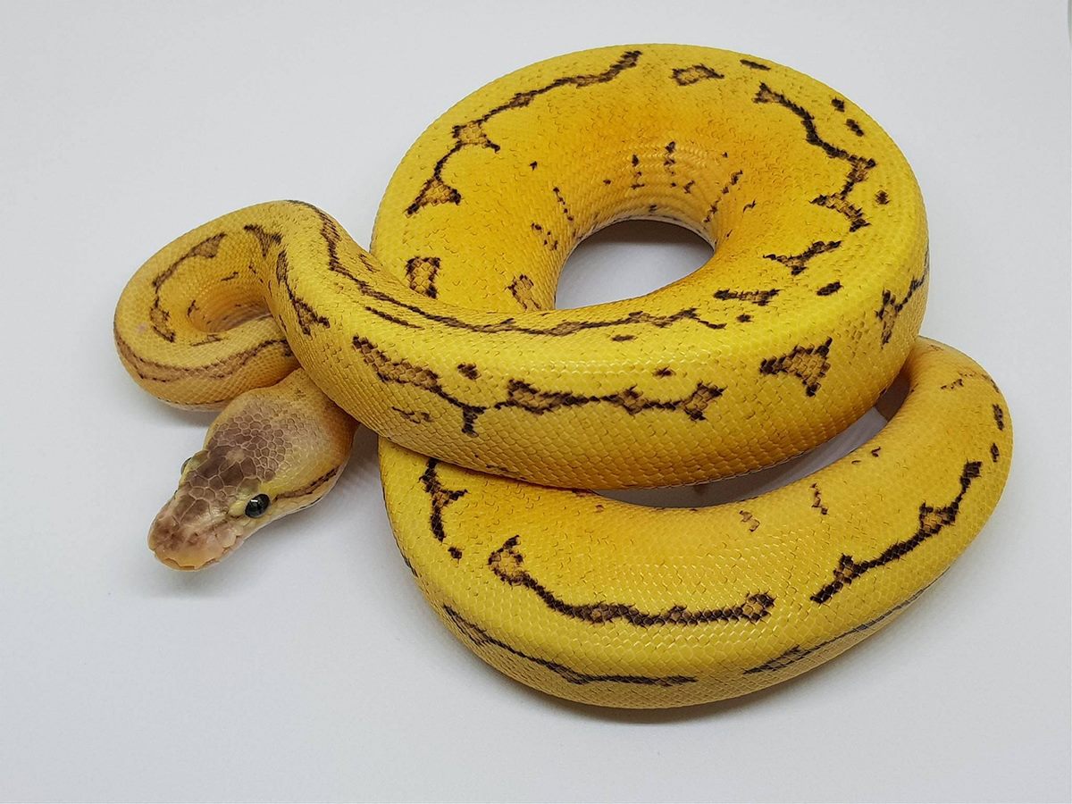 Enchi Fire Pinstripe Yellow Belly