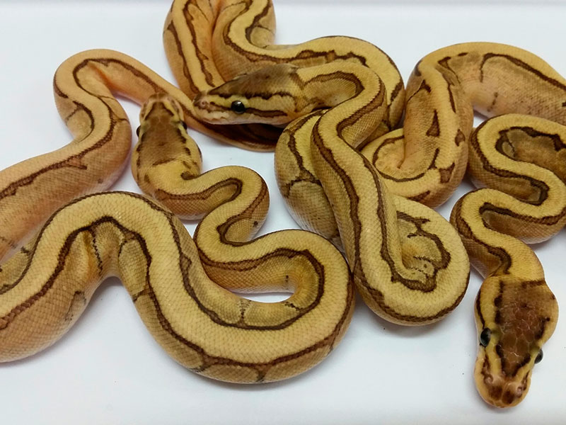 Enchi Fire Pinstripe