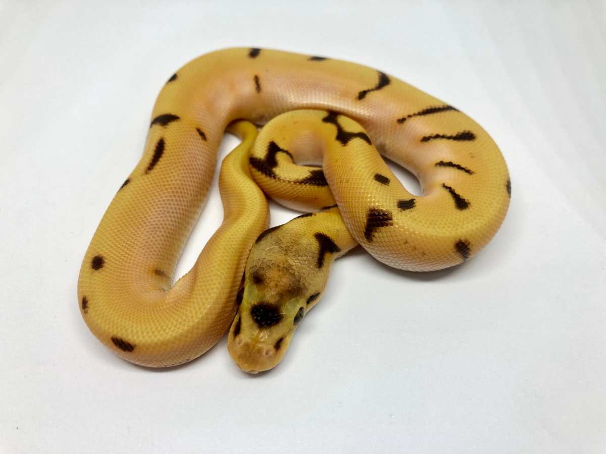 Enchi Fire Spider Super Orange Dream