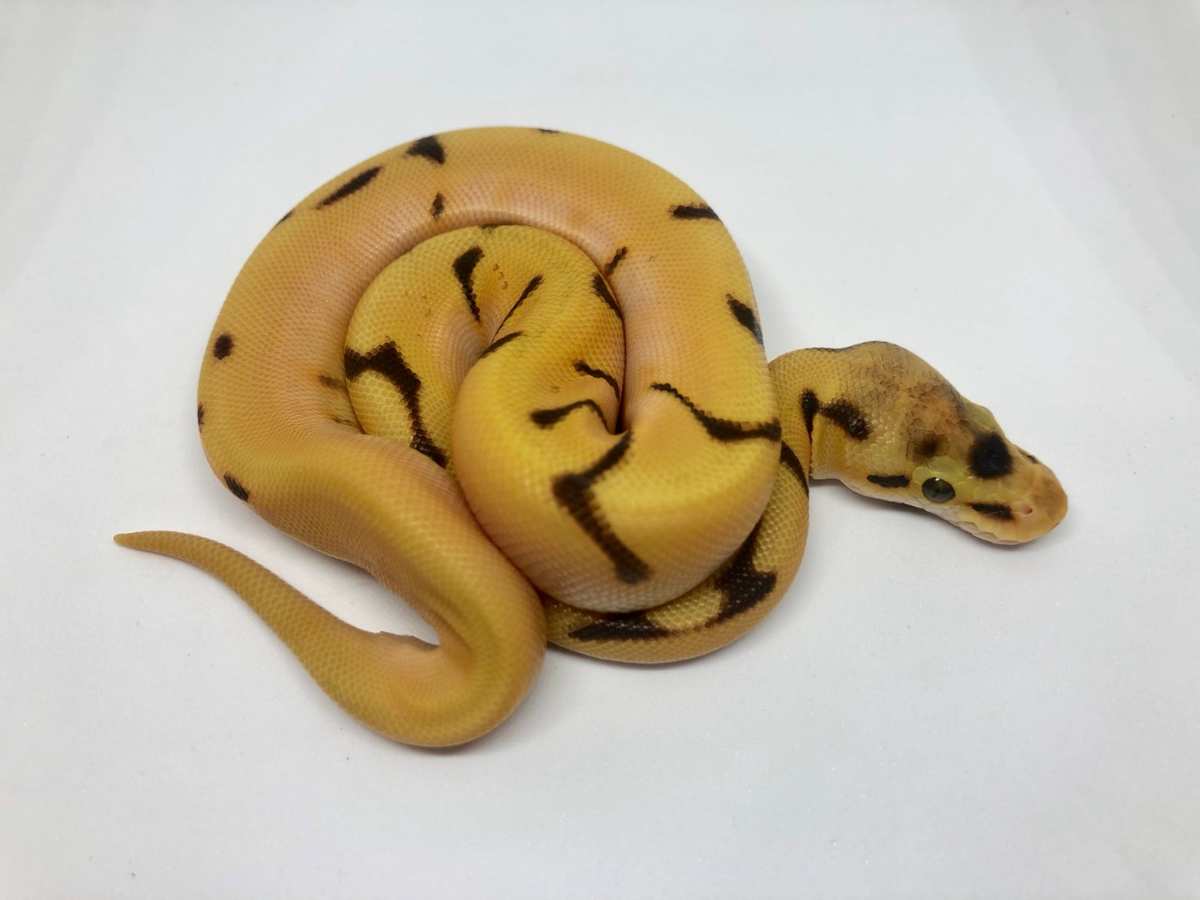 Enchi Fire Spider Super Orange Dream