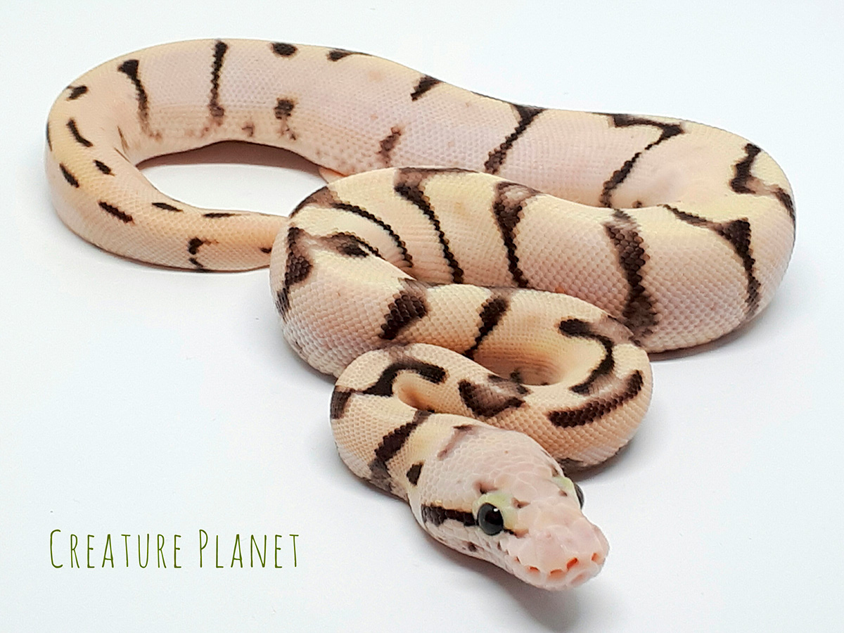 Enchi Fire Spider Super Pastel