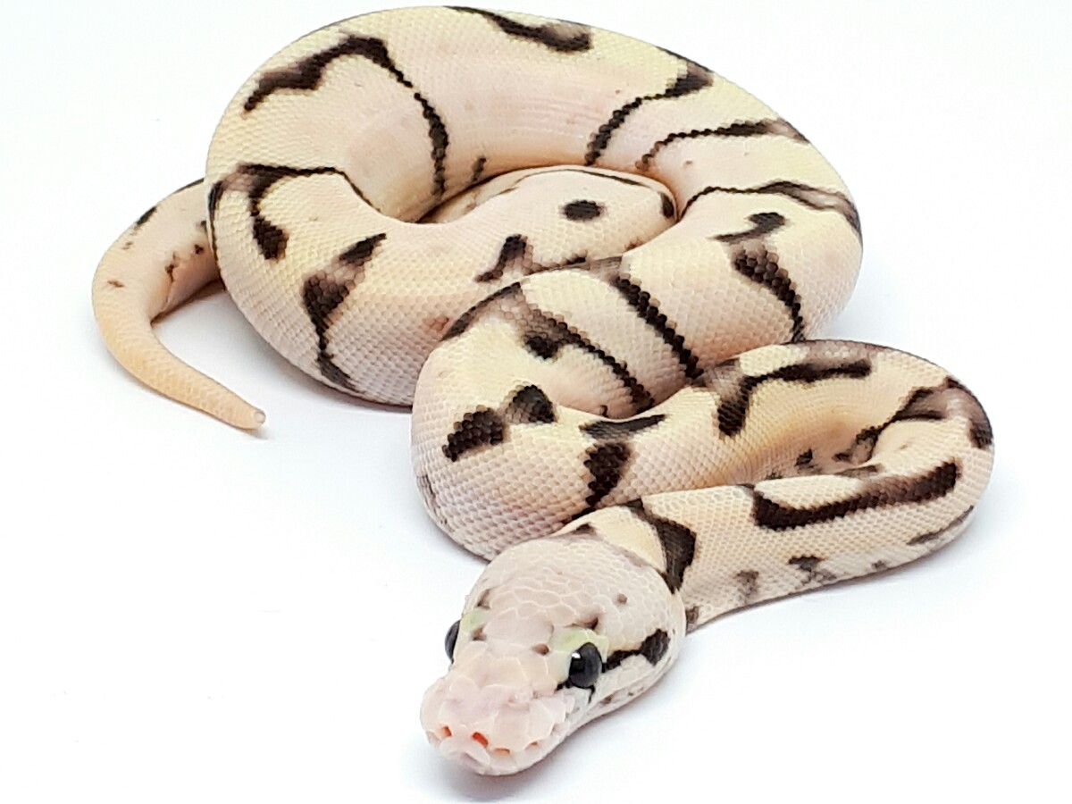 Enchi Fire Spider Super Pastel