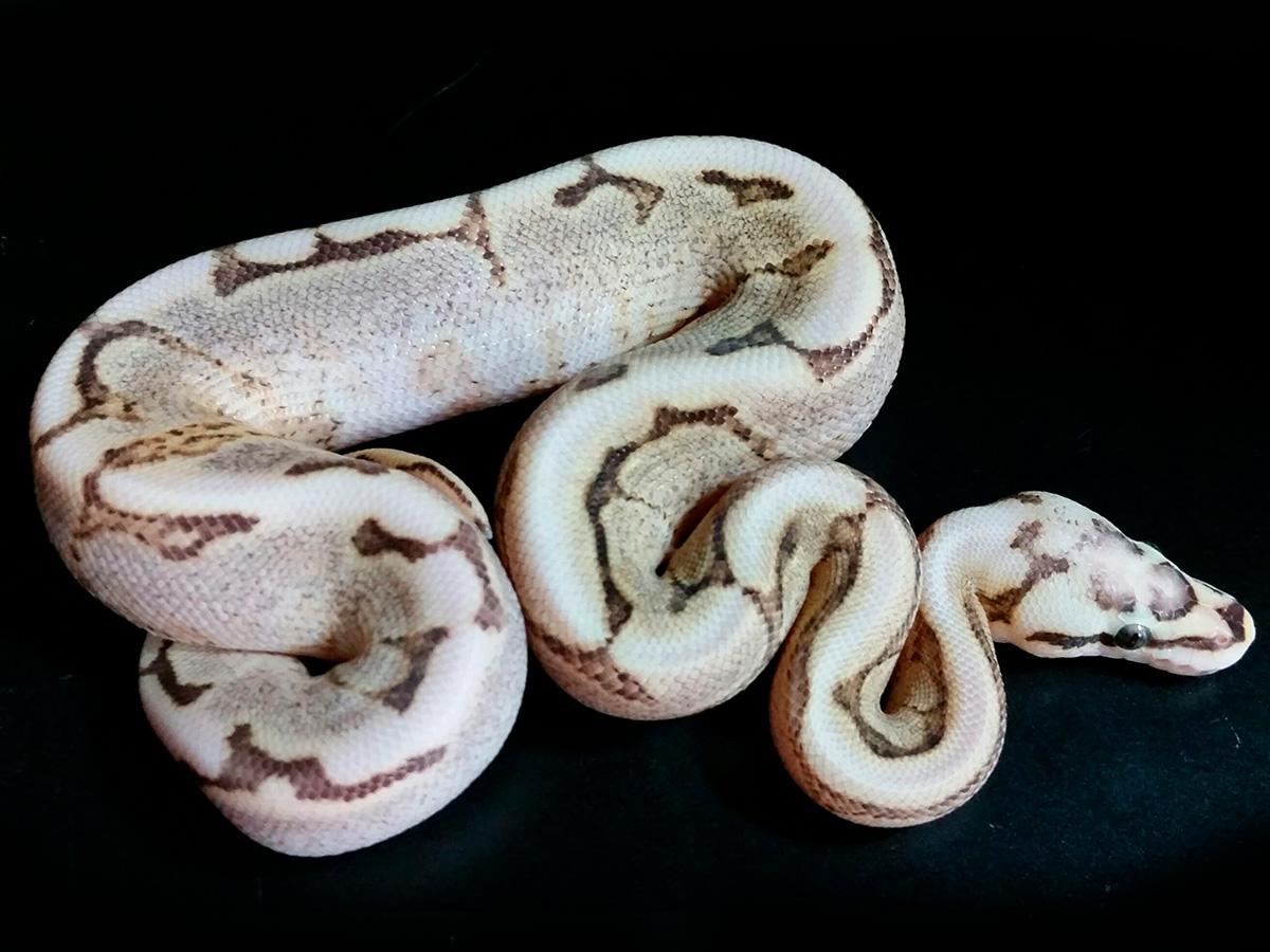 Enchi Fire Spider Vanilla