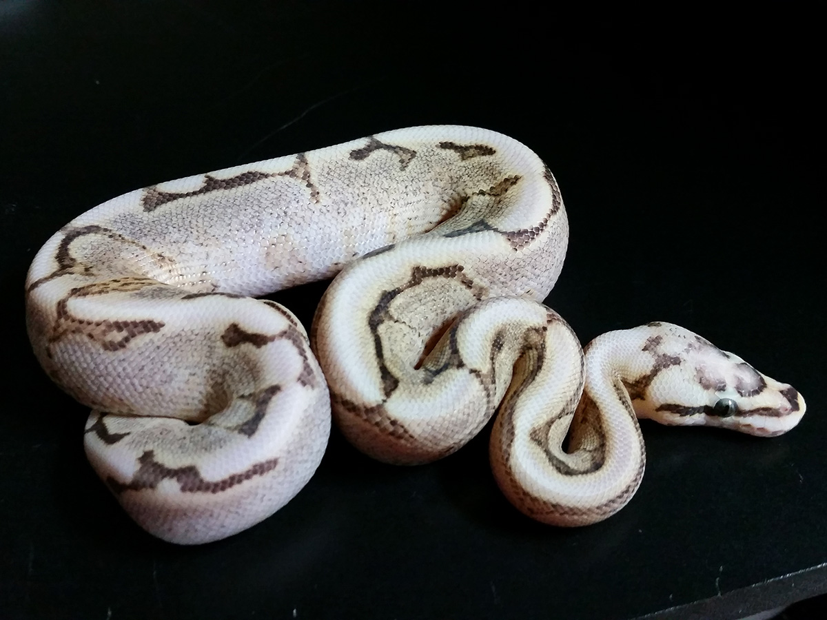 Enchi Fire Spider Vanilla