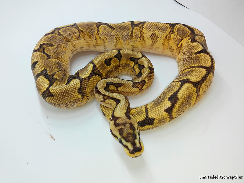 Enchi Fire Spider Yellow Belly