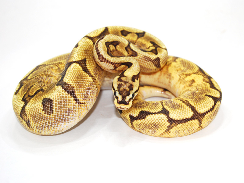 Enchi Fire Spider Yellow Belly