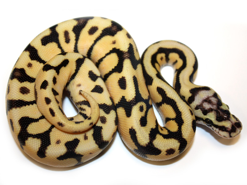 Enchi Fire Spotnose Pastel