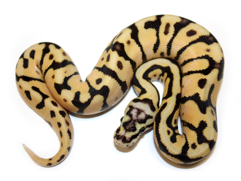 Enchi Fire Spotnose Pastel