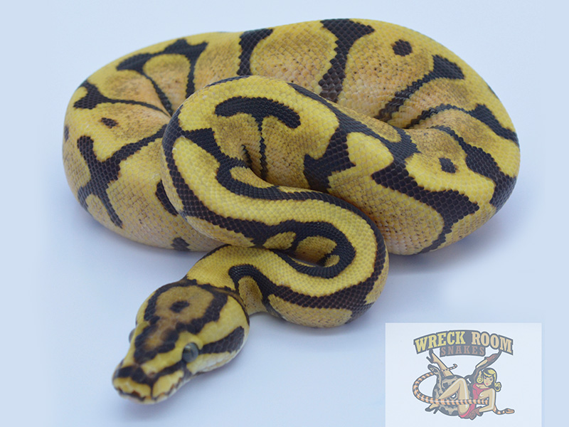 Enchi Fire Spotnose