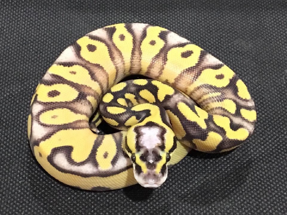 Enchi Fire Super Pastel Yellow Belly