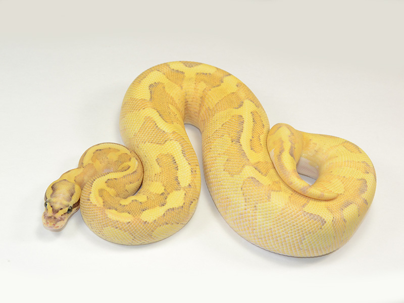 Enchi Fire Vanilla Yellow Belly